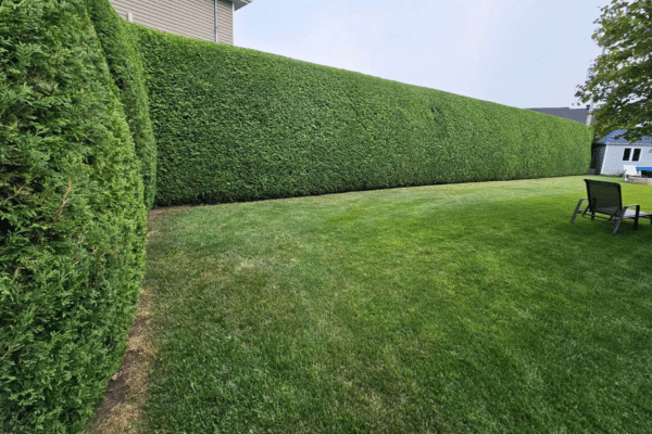 voiture kia dans le showroom